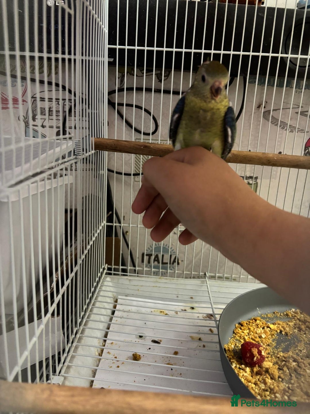 Parakeets birds for sale: Young female red rump  - Image 7
