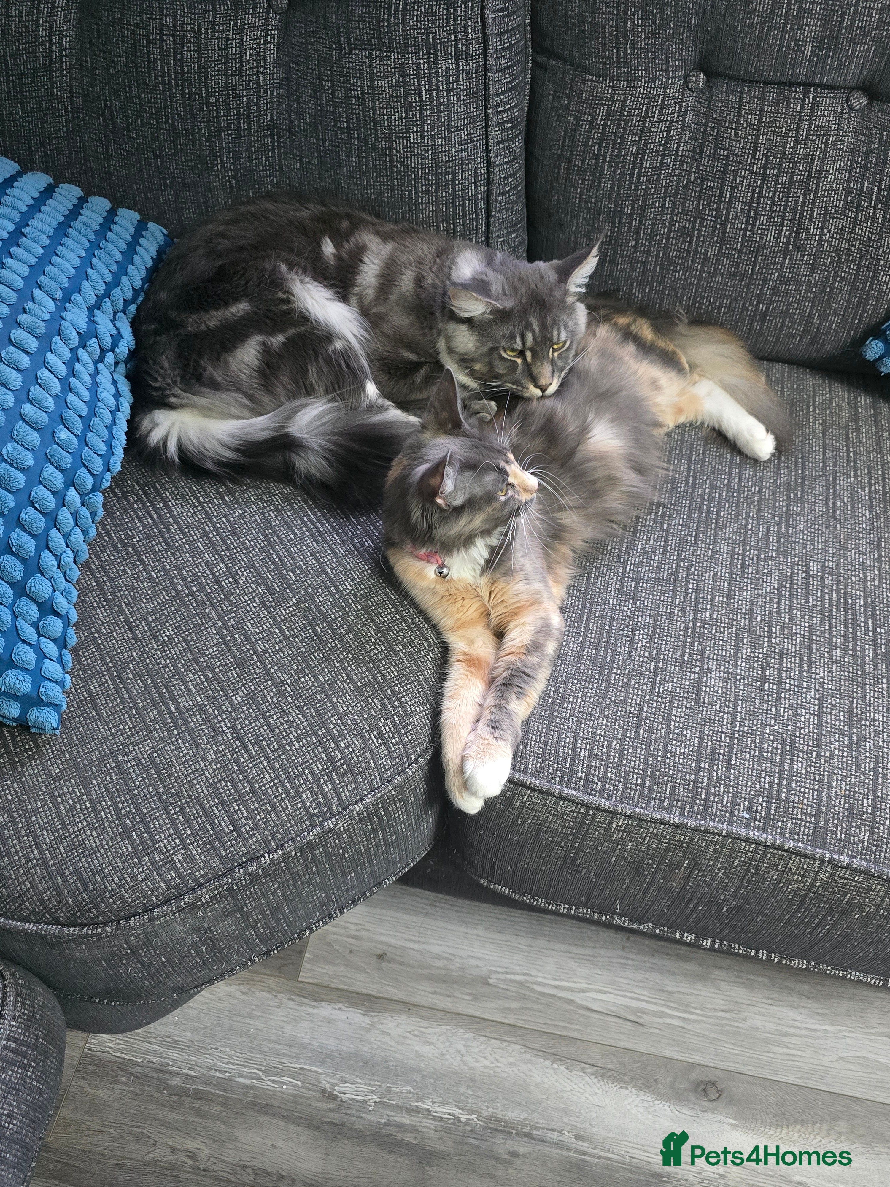 Maine Coon cats Last 3 main coon kittens - Advert 4