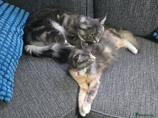 Maine Coon cats Last 3 main coon kittens - Advert 5