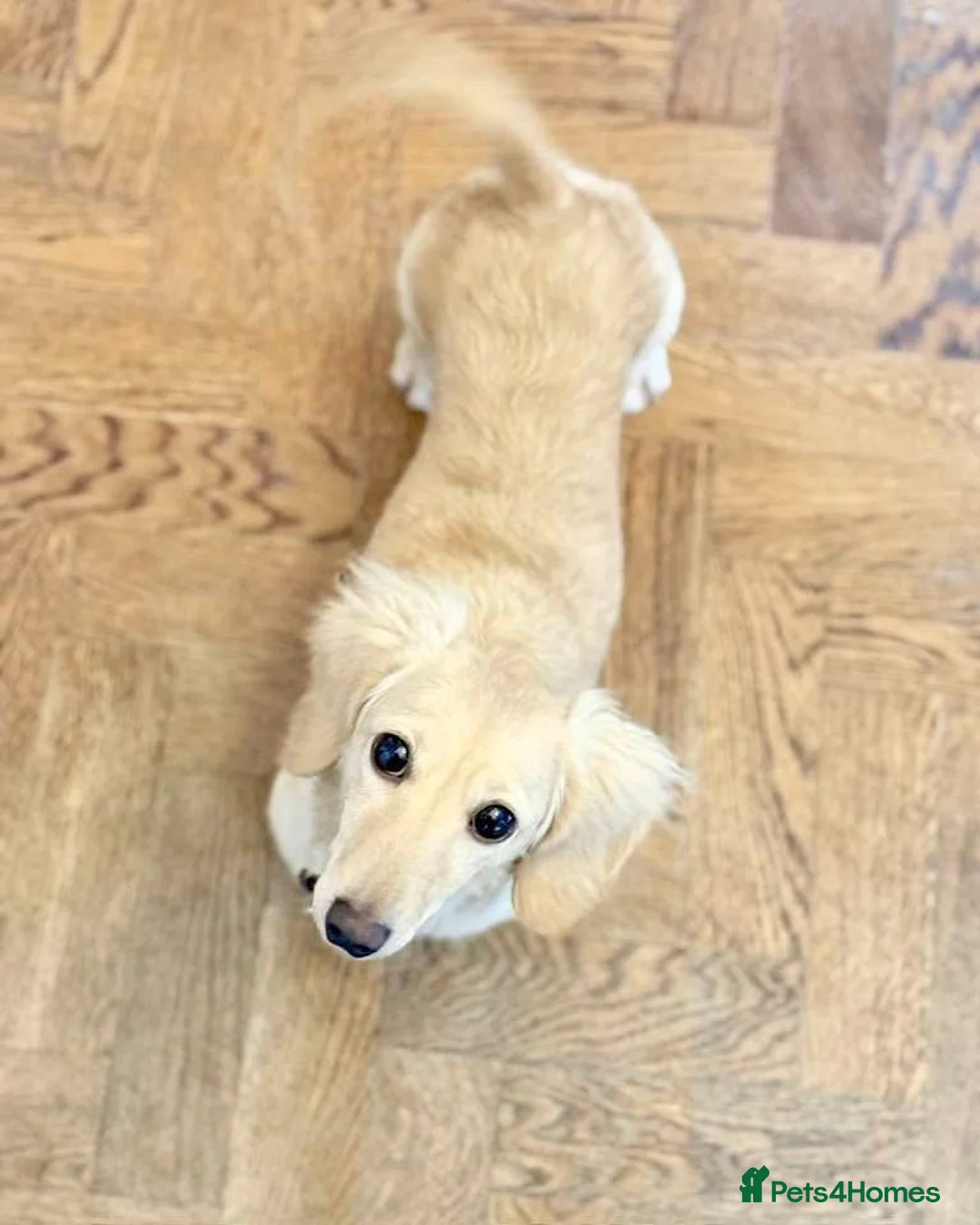 Miniature Dachshund dogs for sale: Beautiful long haired cream female health tested  - Advert 1
