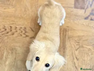 Miniature Dachshund dogs Beautiful long haired cream female health tested - Advert 15