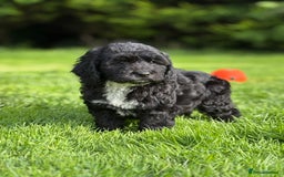 Cavapoo dogs for sale: Beautiful cavapoochon puppies  - Image 9