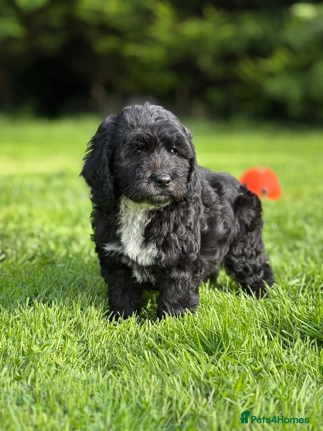 Cavapoo dogs for sale: Beautiful cavapoochon puppies  - Image 9