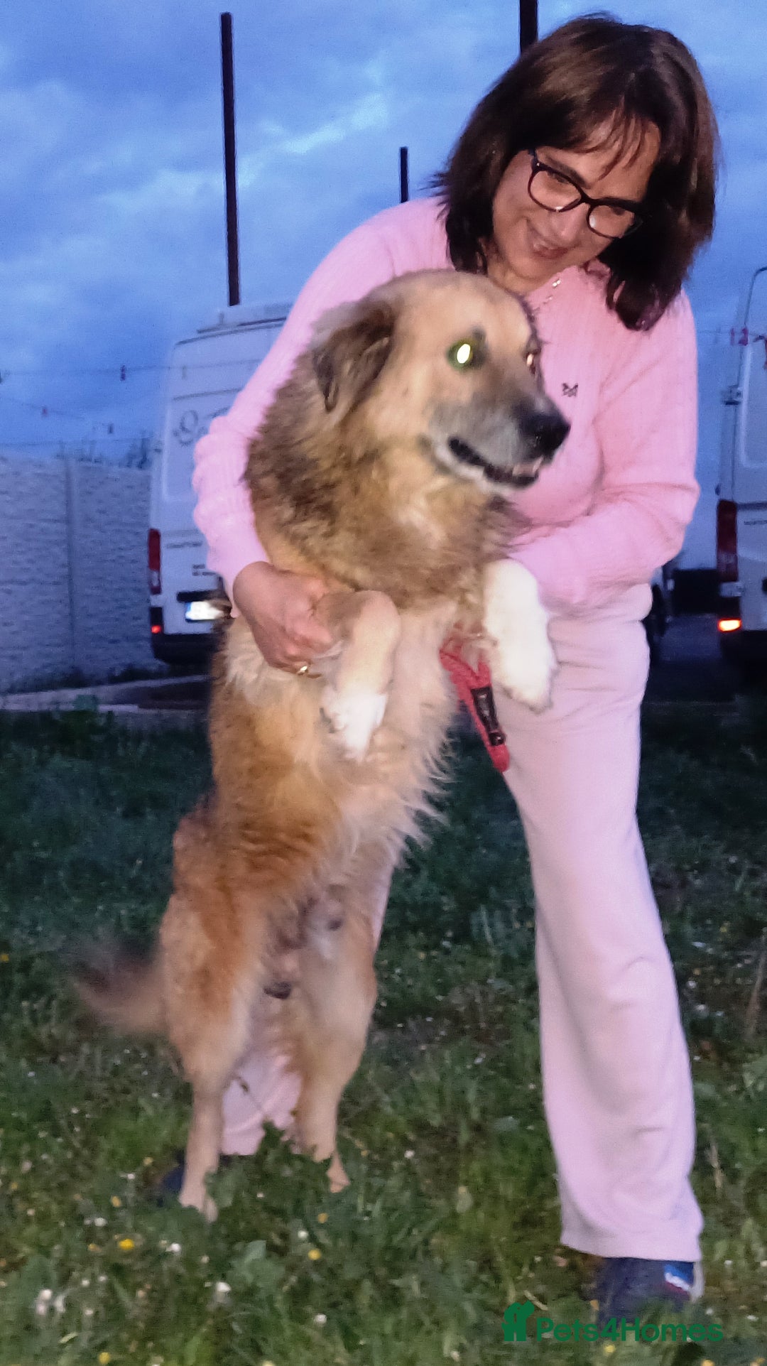 Mixed Breed dogs for adoption: BENNY - a loyal and gentle boy for a Loving Home - Image 8
