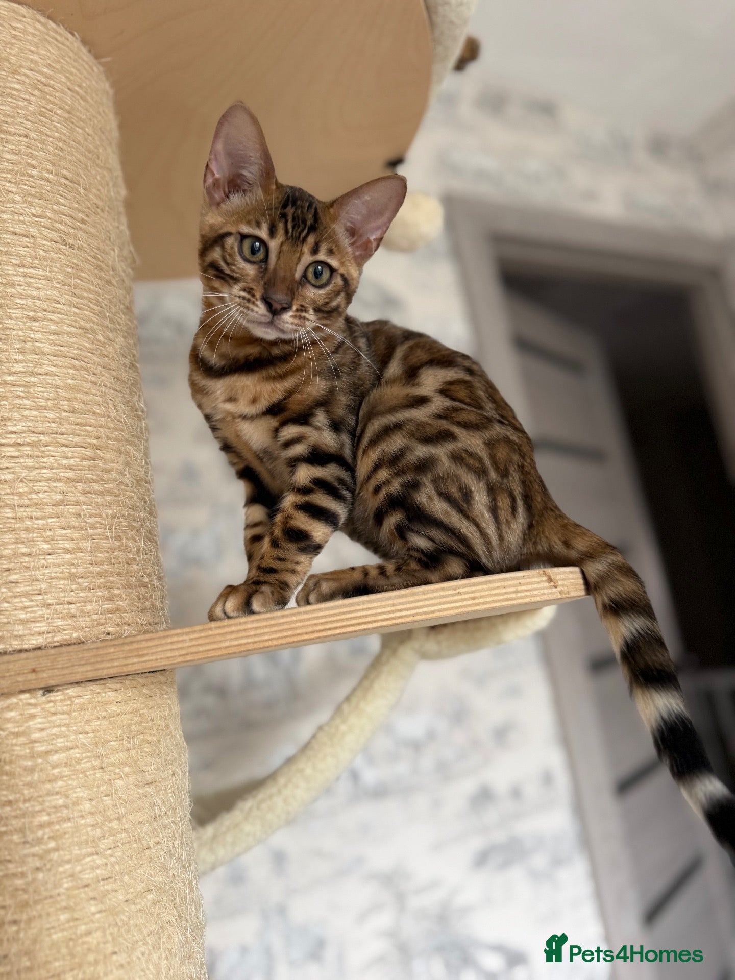 Bengal cats 🐆Exceptional Pedigree Bengal Kittens 🐆 - Advert 14