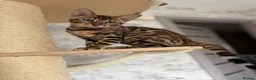 Bengal cats for sale: 🐆Exceptional Pedigree Bengal Kittens 🐆 - Advert 9