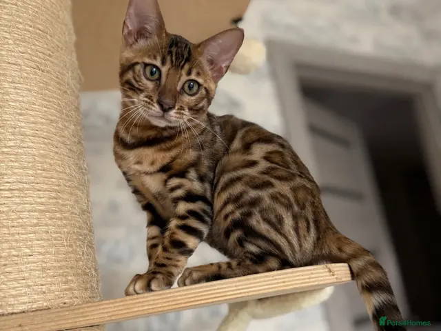 Bengal cats 🐆Exceptional Pedigree Bengal Kittens 🐆 - Advert 18