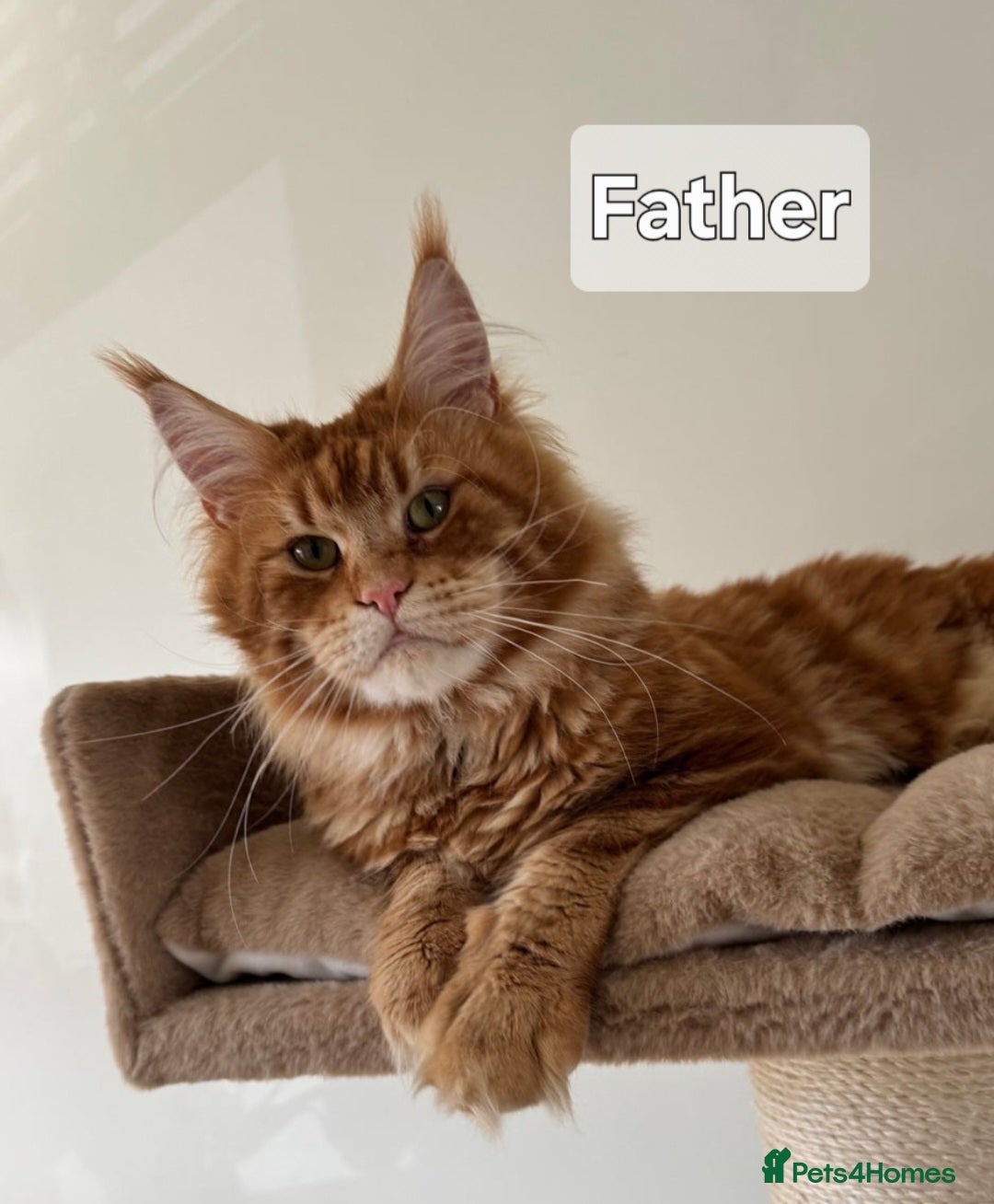 Maine Coon cats for sale: Maine Coon Kittens  - Advert 19