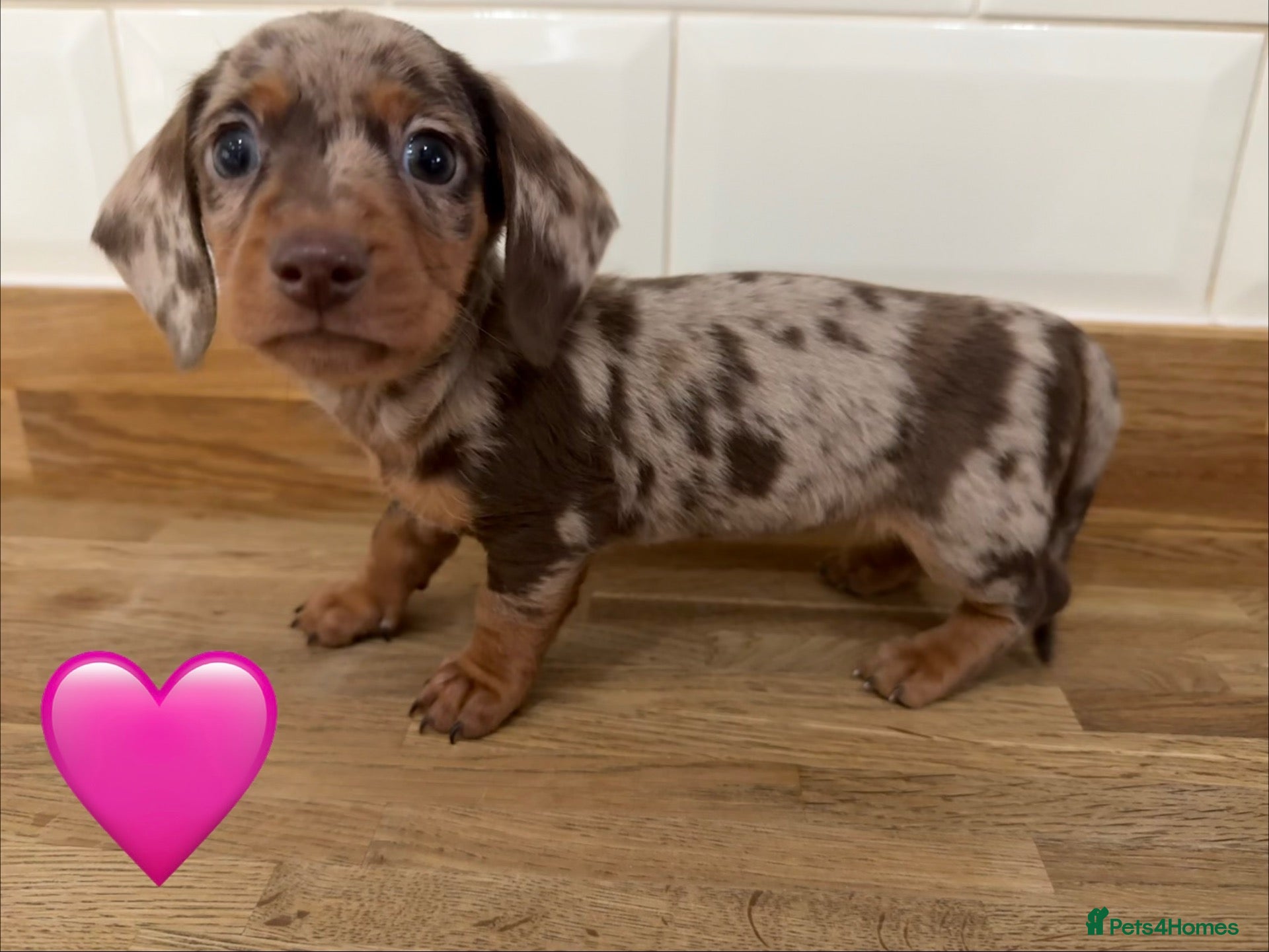 Miniature Dachshund dogs Beautiful Dapples 5 Star Licensed 5 Star reviews  - Advert 1