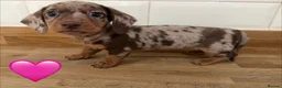 Miniature Dachshund dogs for sale: Beautiful Dapples 5 Star Licensed 5 Star reviews  - Advert 14