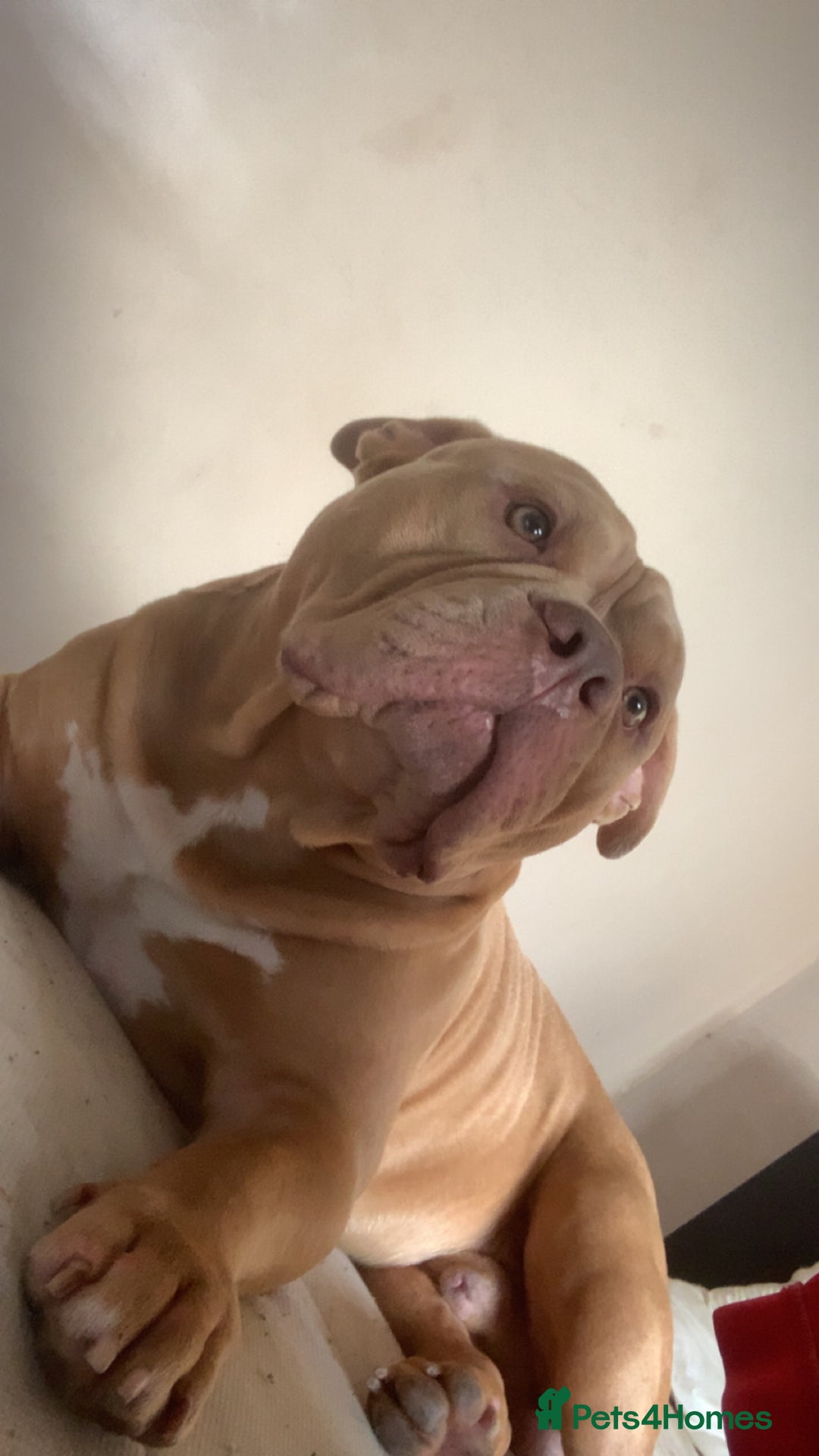 American Bully dogs for sale: American exotic pocket bully  - Advert 3