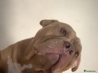 American Bully dogs American exotic pocket bully - Advert 12