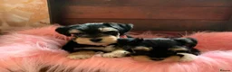Miniature Schnauzer dogs for sale: 5* LICENSED RKC TOY MINI SCHNAUZERS H/T  - Advert 6