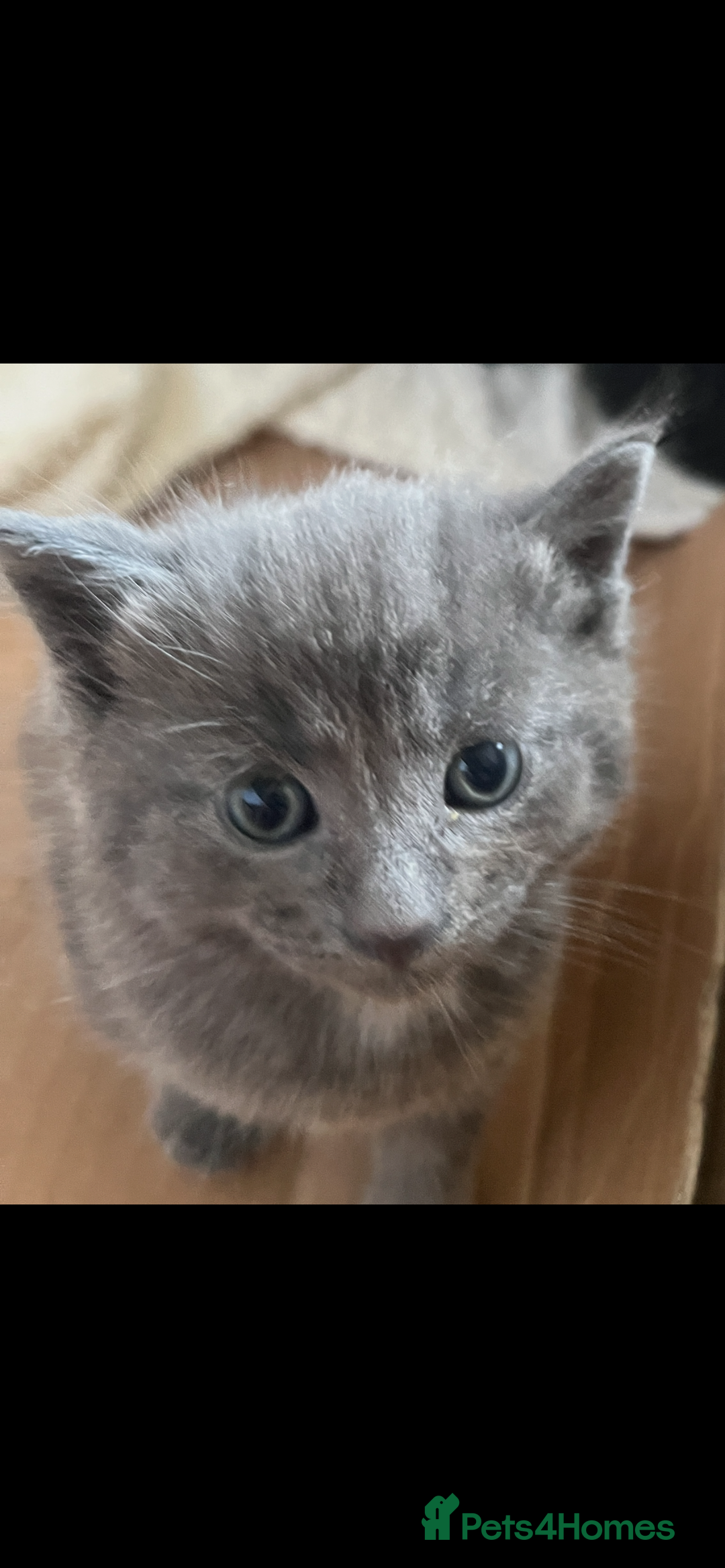 British Shorthair cats for sale: British shorthair x kittens for sale - Advert 3