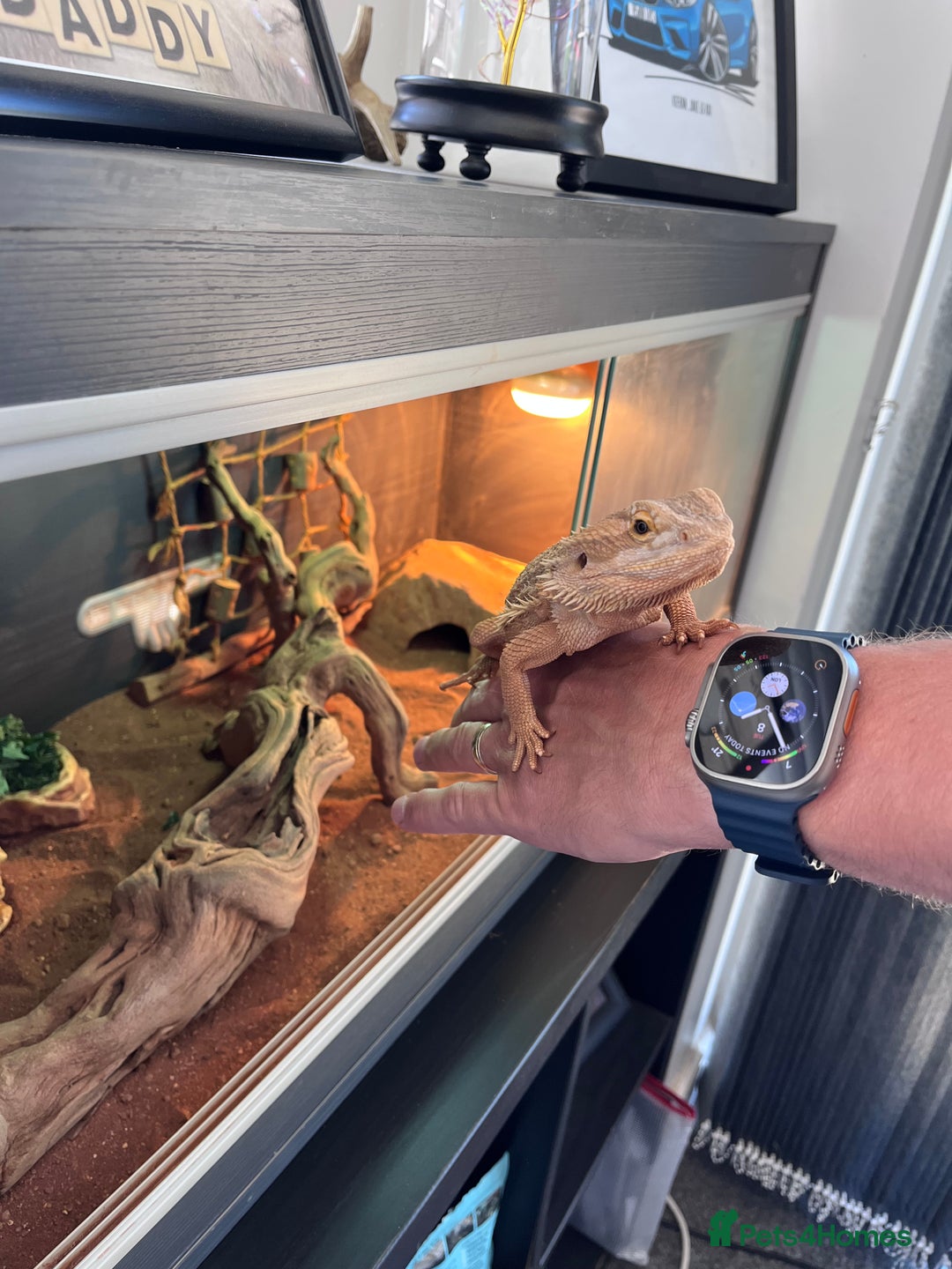 Bearded Dragon reptiles for sale: Vivarium tank set up  - Image 3