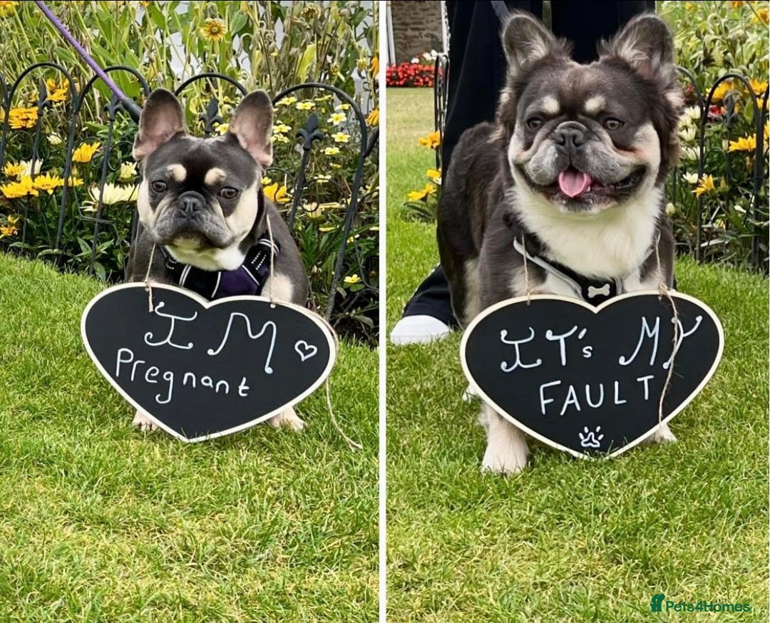 French Bulldog dogs for sale: Fluffy French Bulldogs - Image 6