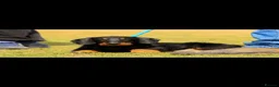 Dachshund dogs for sale: Dachunds puppies in Droitwich - Advert 8