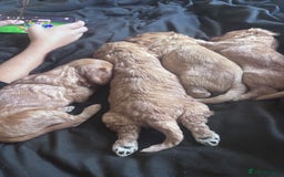 Cockapoo dogs for sale: Beautiful cockapoo baby's  - Image 6