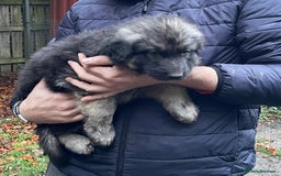 German Shepherd dogs for sale: German Shepherd pups - Image 29