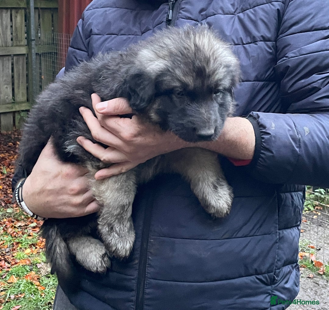 German Shepherd dogs for sale: German Shepherd pups - Image 29