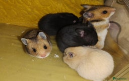 Hamster rodents for sale: Beautiful male and female Syrian hamsters  - Image 8