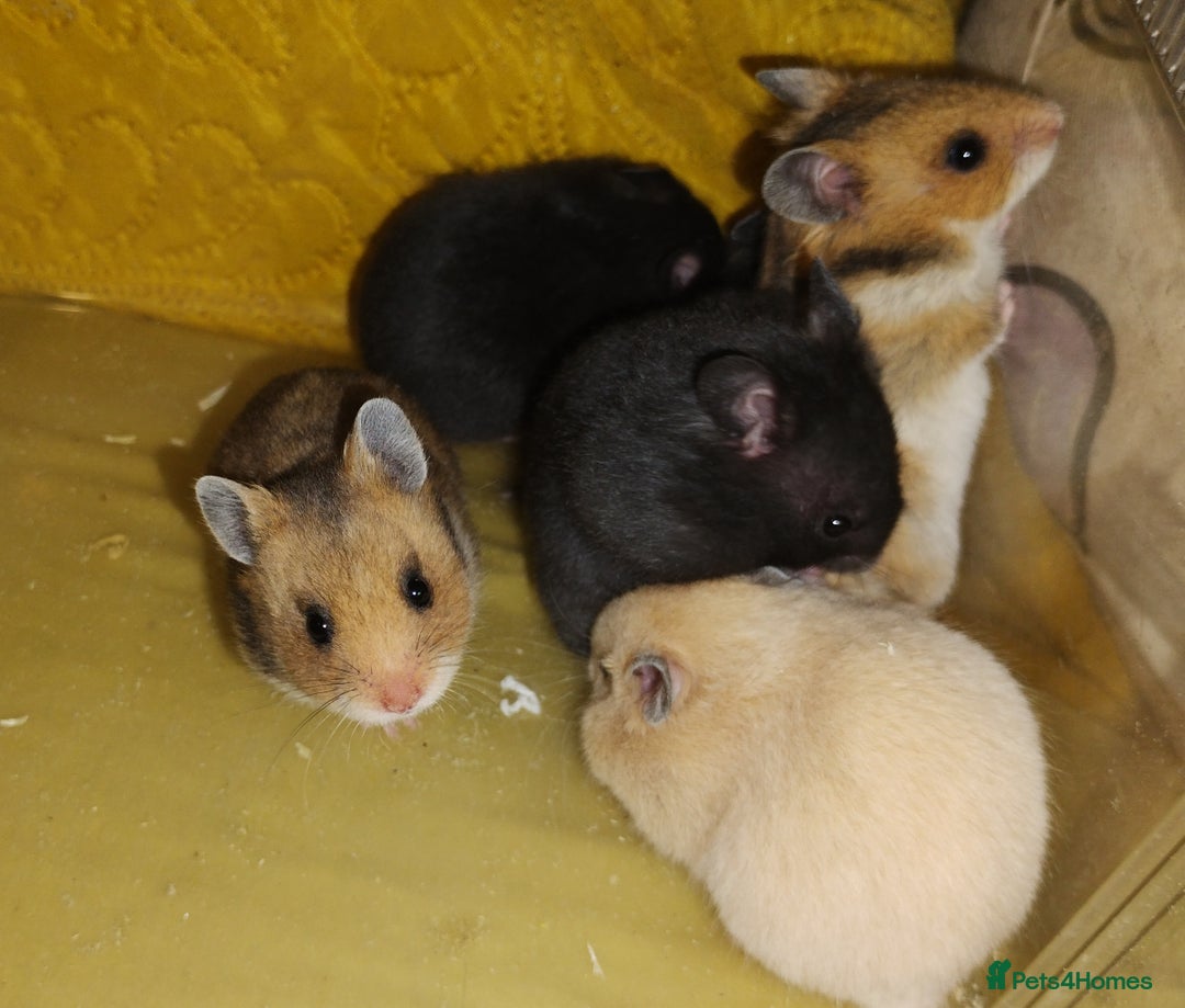 Hamster rodents for sale: Beautiful male and female Syrian hamsters  - Image 8