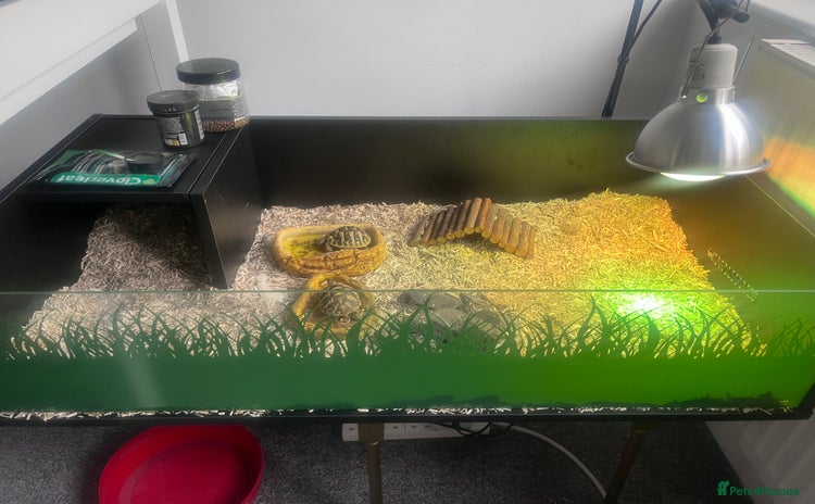 Hermann Tortoise reptiles - Advert 6