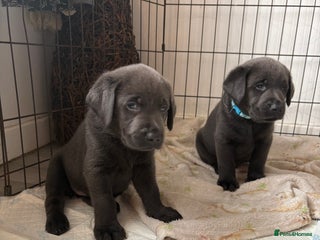 Labrador Retriever dogs 2 BOYS LEFT! Stunning Labrador puppies - Advert 11