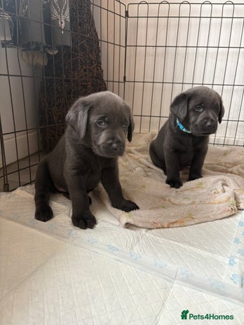 Labrador Retriever dogs 2 BOYS LEFT! Stunning Labrador puppies - Advert 15
