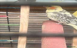 Cockatiels birds for sale: Pair of young cockatiels  - Image 3