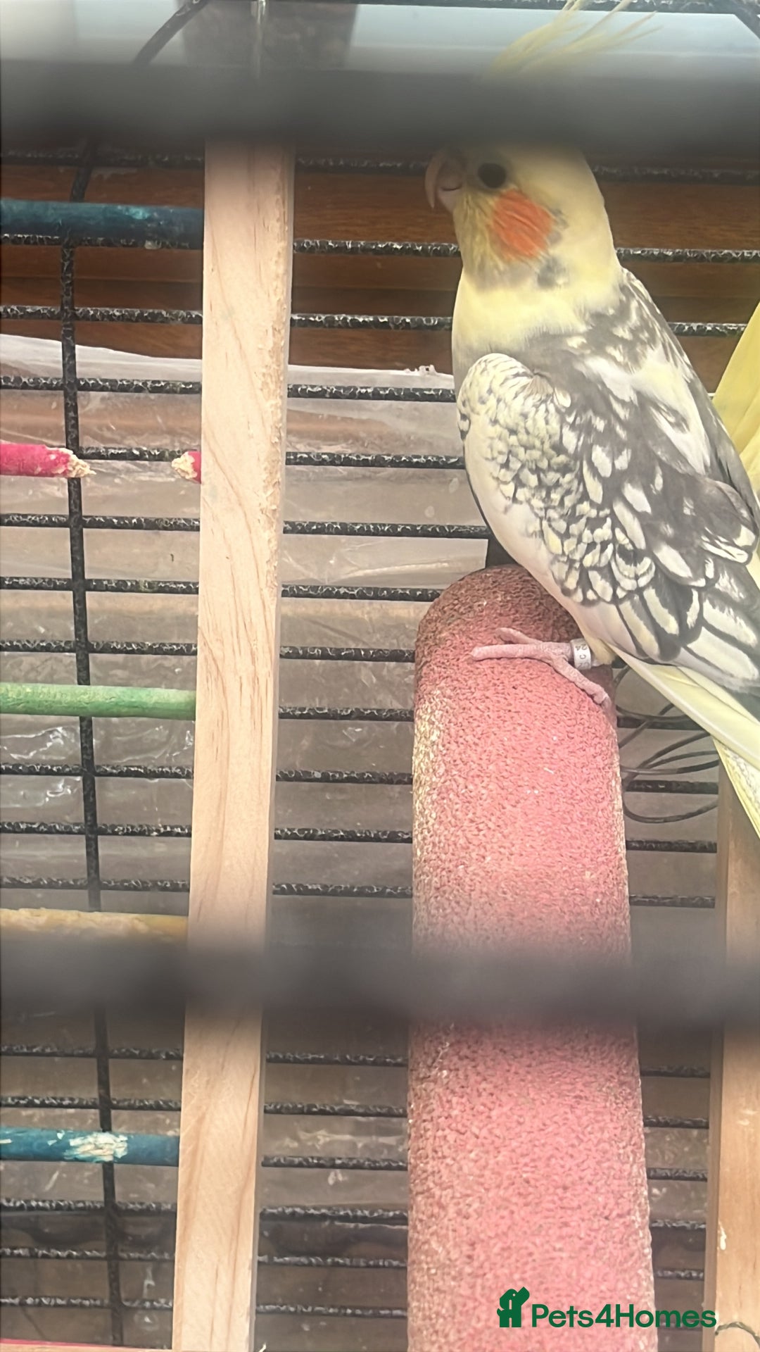 Cockatiels birds for sale: Pair of young cockatiels  - Image 3