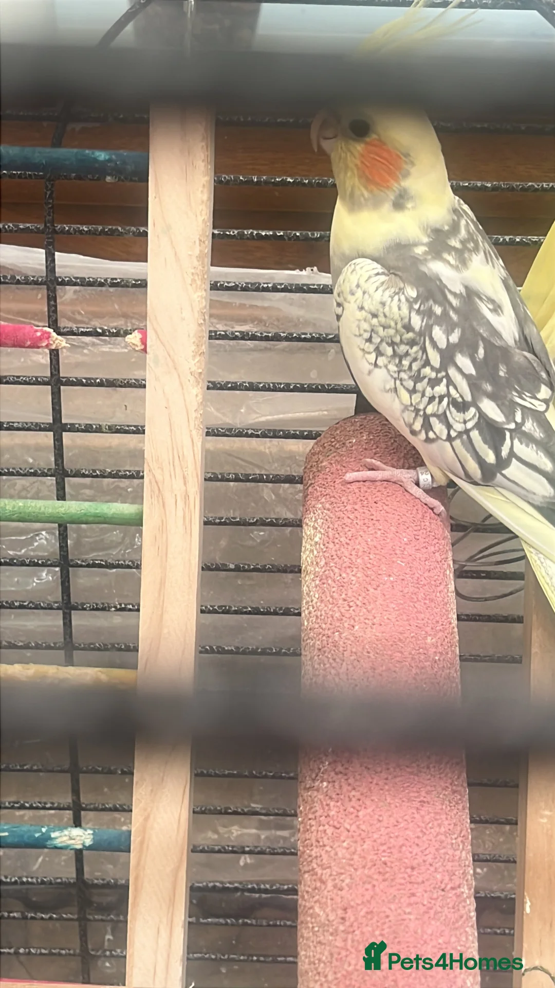 Cockatiels birds for sale: Pair of young cockatiels  - Advert 3