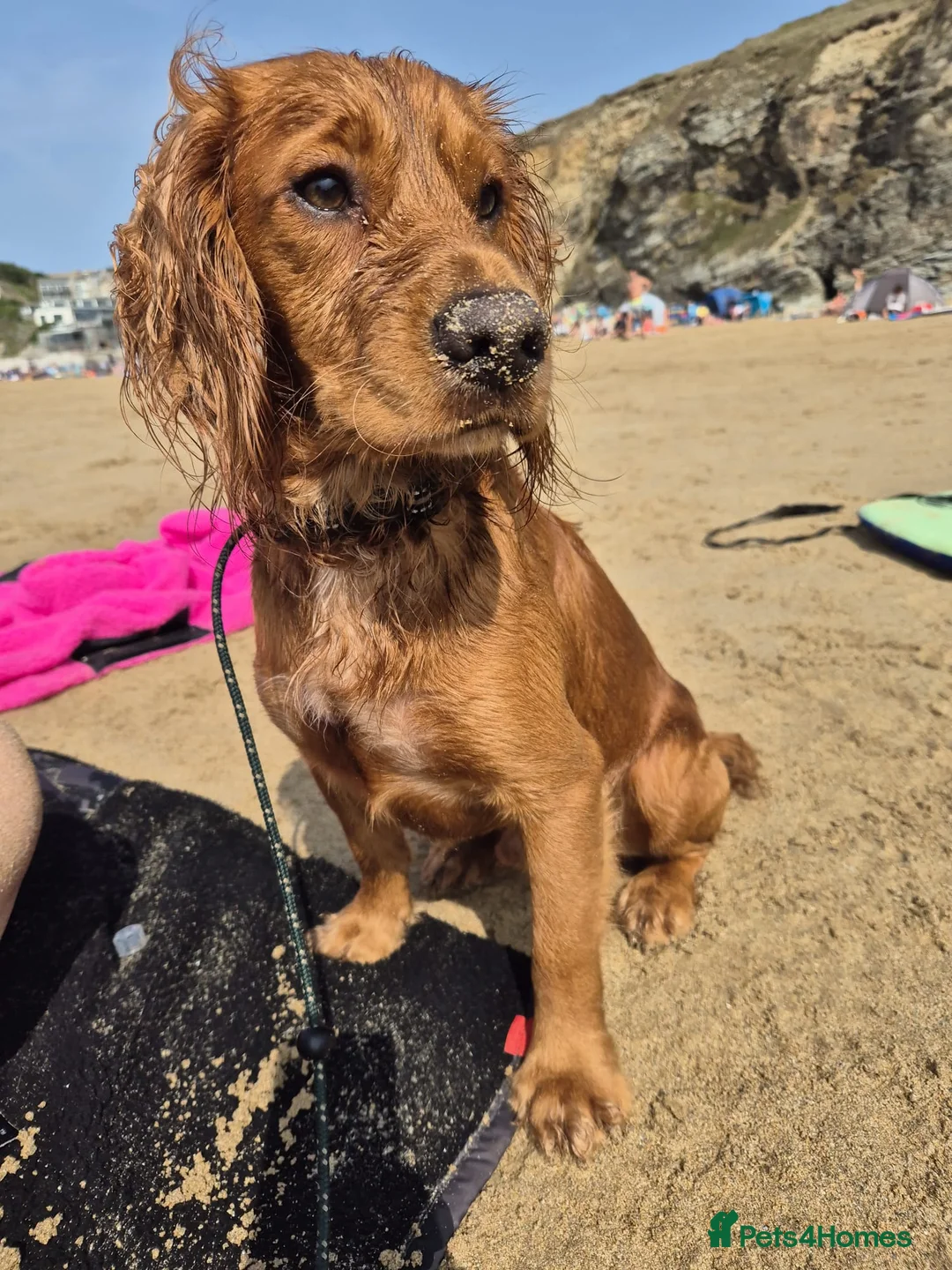 Cocker Spaniel dogs for stud: Lovely family Working Cocker for Stud in Chessington - Advert 2