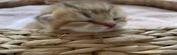 British Shorthair cats for sale: 🏆😍 Irresistible Golden Chinchilla’s Mini BSH🏆😍 in Birmingham - Advert 1