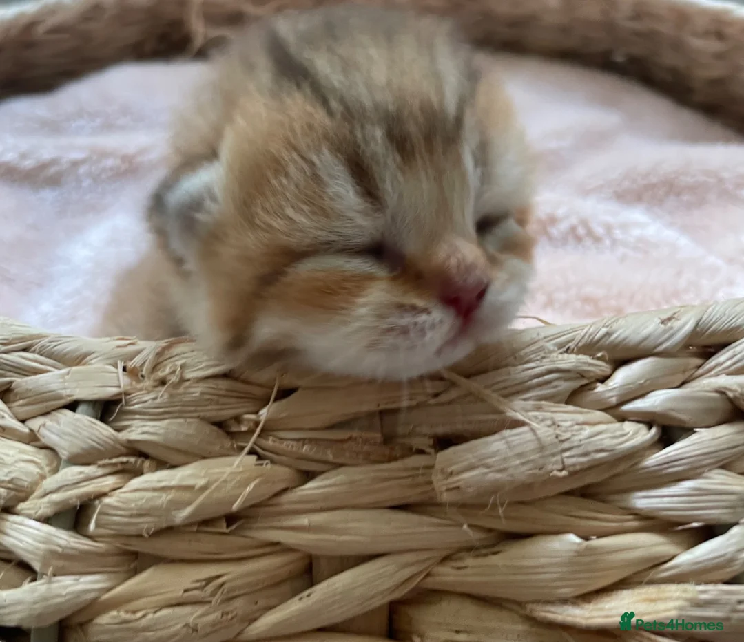 British Shorthair cats for sale: 🏆😍 Irresistible Golden Chinchilla’s Mini BSH🏆😍 in Birmingham - Advert 1