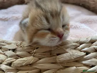 British Shorthair cats 🏆😍 Irresistible Golden Chinchilla’s Mini BSH🏆😍 - Advert 2