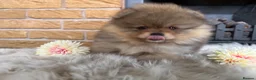 Pomeranian dogs for sale: ✨ Exclusive Teddy Bear Face Pomeranian Puppies ✨ - Advert 16
