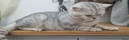 British Shorthair cats for stud: 🌟 British Shorthair Chinchilla GCCF DNA Tested - Advert 15