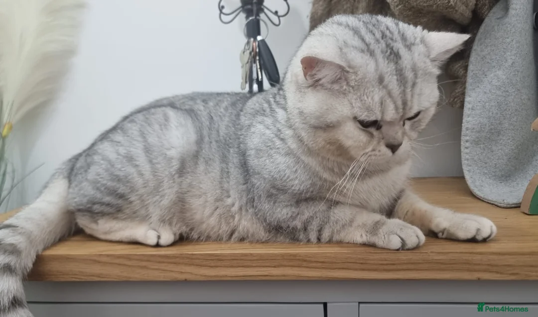 British Shorthair cats for stud: 🌟 British Shorthair Chinchilla GCCF DNA Tested - Advert 1