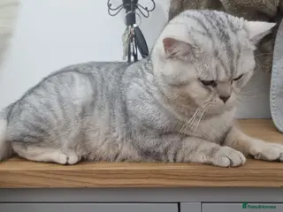 British Shorthair cats 🌟 British Shorthair Chinchilla GCCF Champion - Advert 2