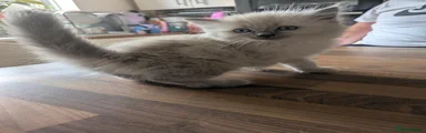 Ragdoll 1