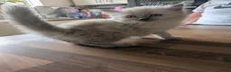 Ragdoll cats for sale: Beautiful kittens  - Advert 10