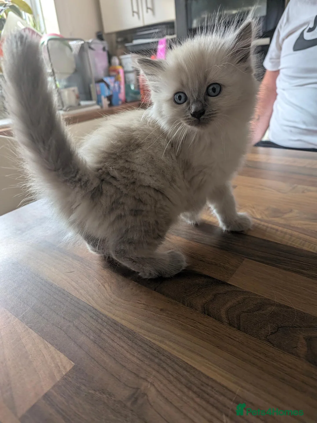 Ragdoll cats for sale: Beautiful kittens  - Advert 10