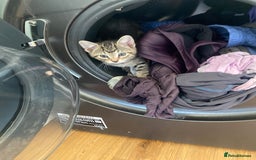 Bengal cats for sale: Bengal cross Russian blue kitten  - Image 2