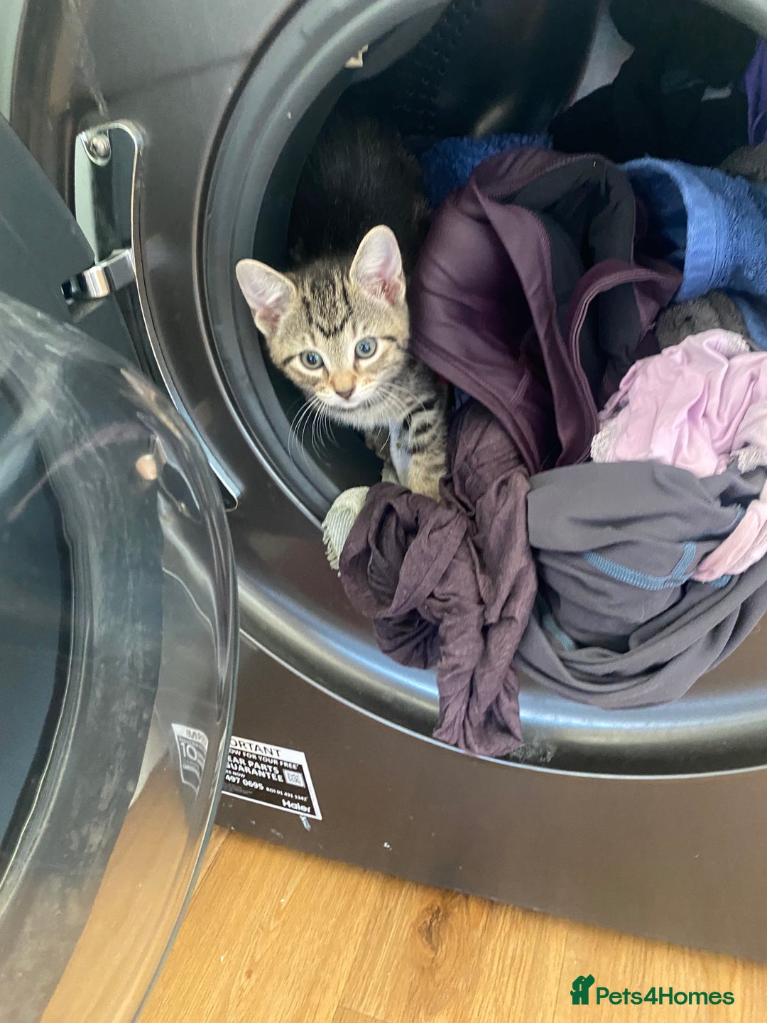 Bengal cats for sale: Bengal cross Russian blue kitten  - Image 2