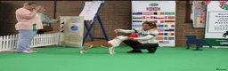 Staffordshire Bull Terrier dogs for stud: KC Registered Red Pied Stud  - Advert 3