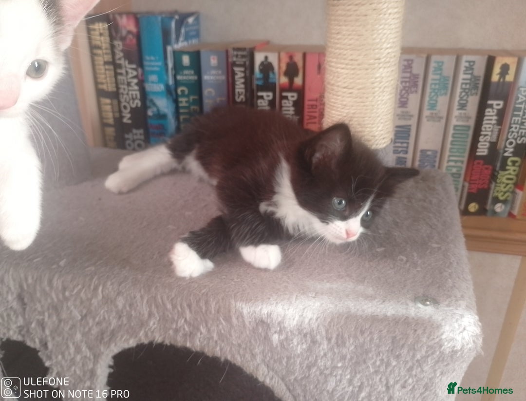 Mixed Breed cats for sale: 9 adorable Disney kitten couples  - Image 22