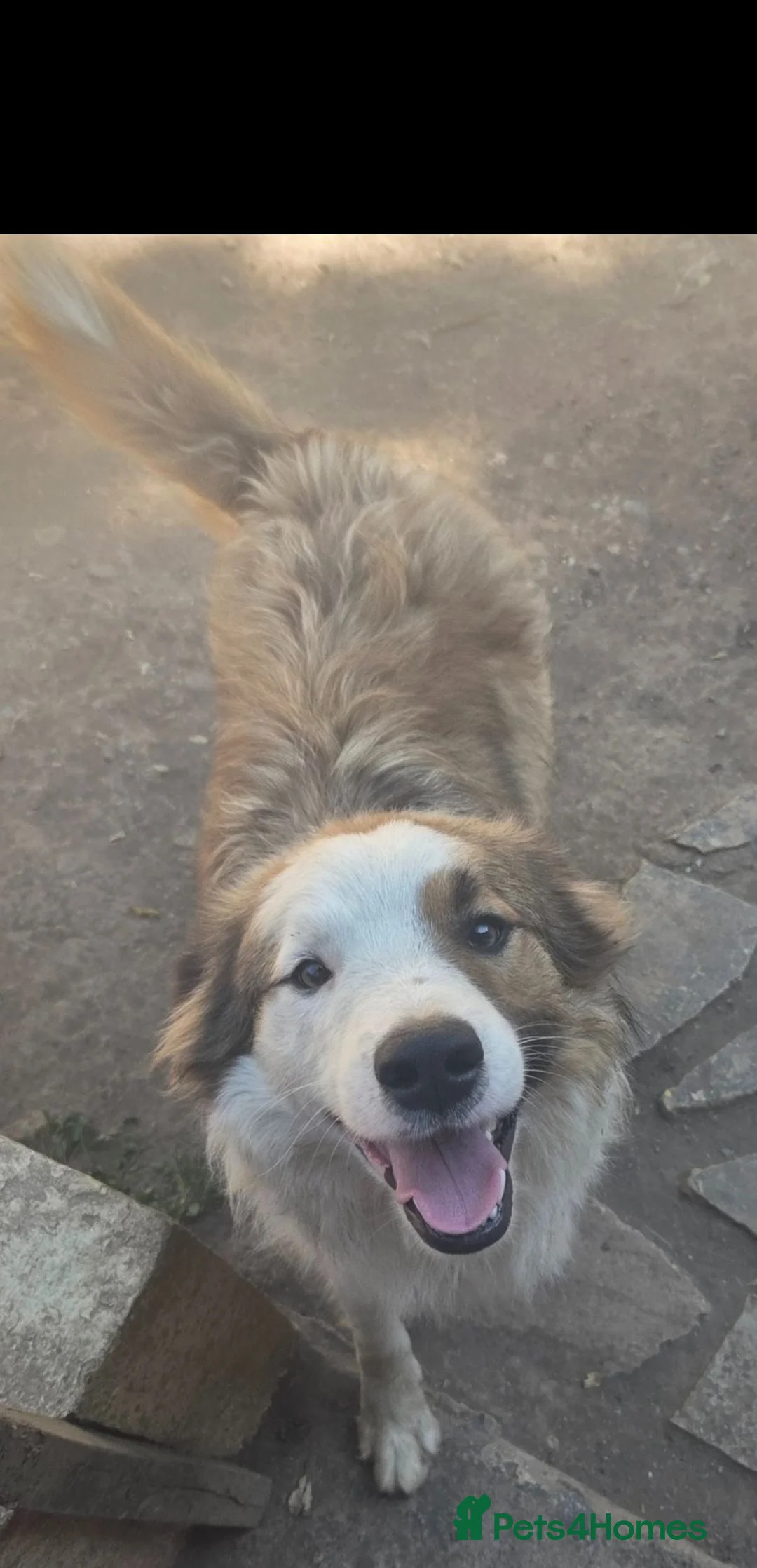 Border Collie dogs for sale: Gorgeous Purebred Border collies - Advert 4