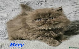 Persian cats for sale: GCCF REGISTERED KITTENS CHAMPION LINES - Image 8