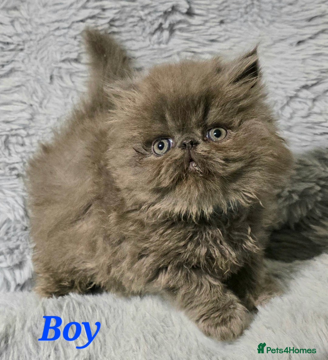 Persian cats for sale: GCCF REGISTERED KITTENS CHAMPION LINES - Image 8